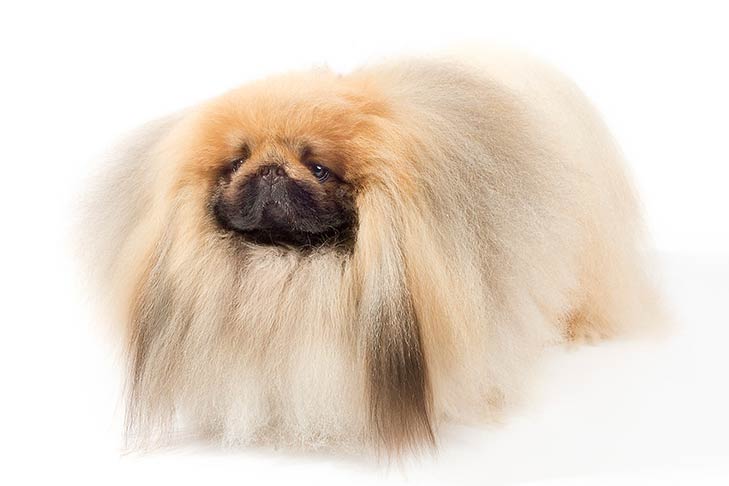 تصویر پکینیز (Pekingese)